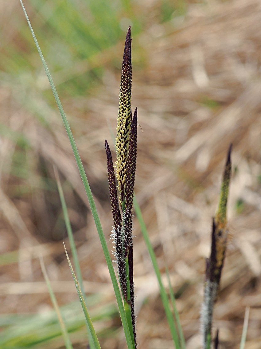 Image of Carex elata specimen.