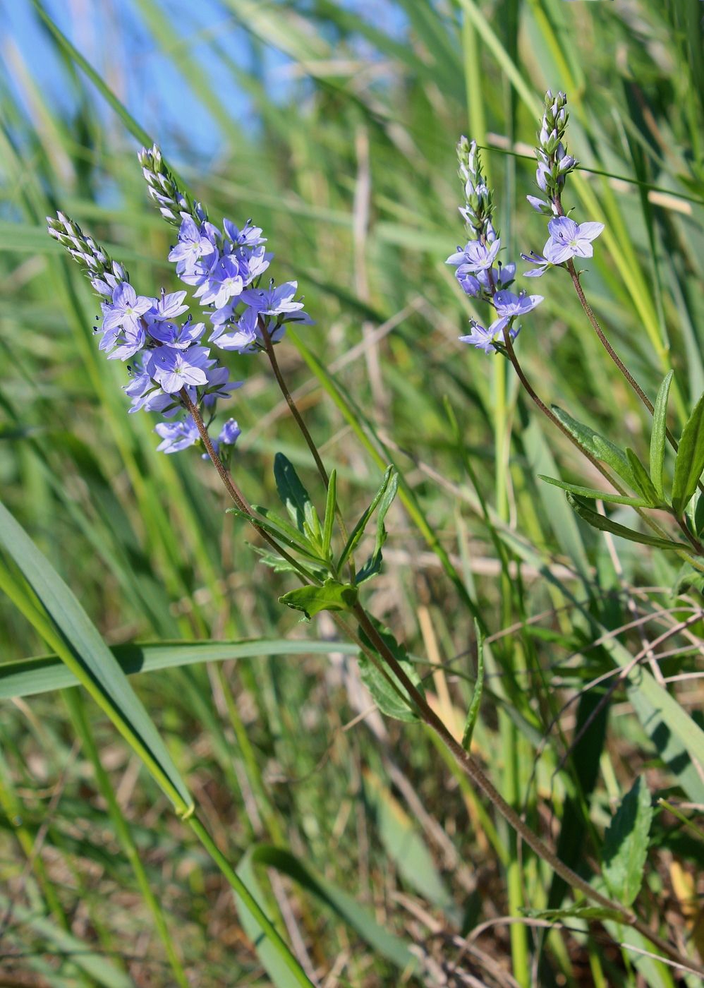 Изображение особи Veronica prostrata.