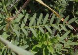 Astragalus variety albidus