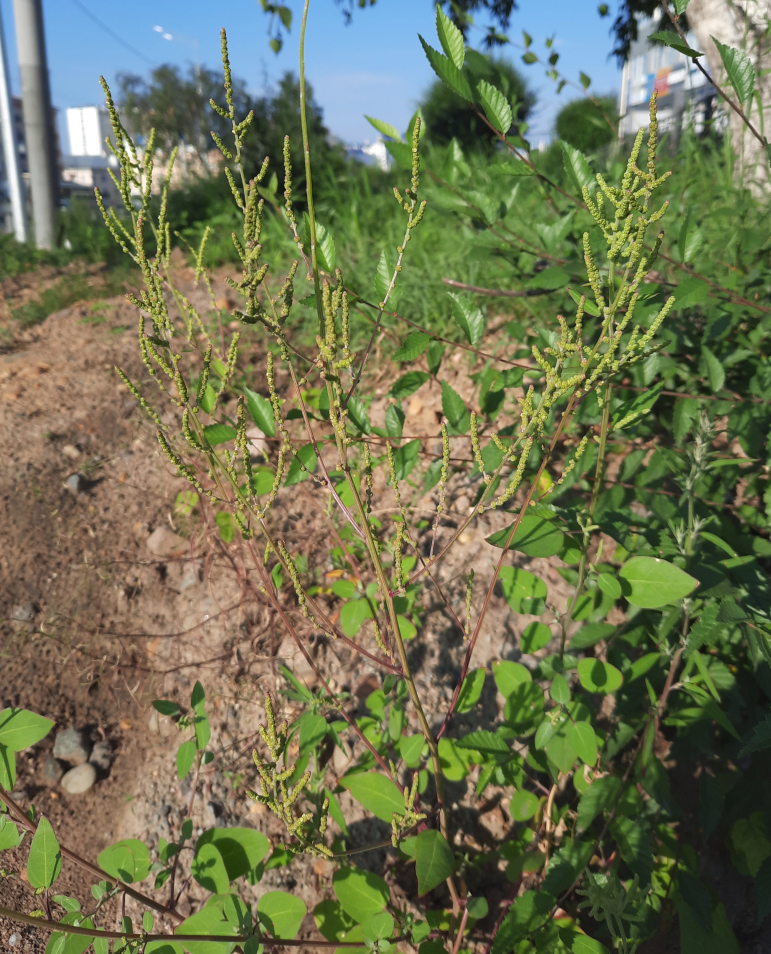 Image of Chenopodium acuminatum specimen.