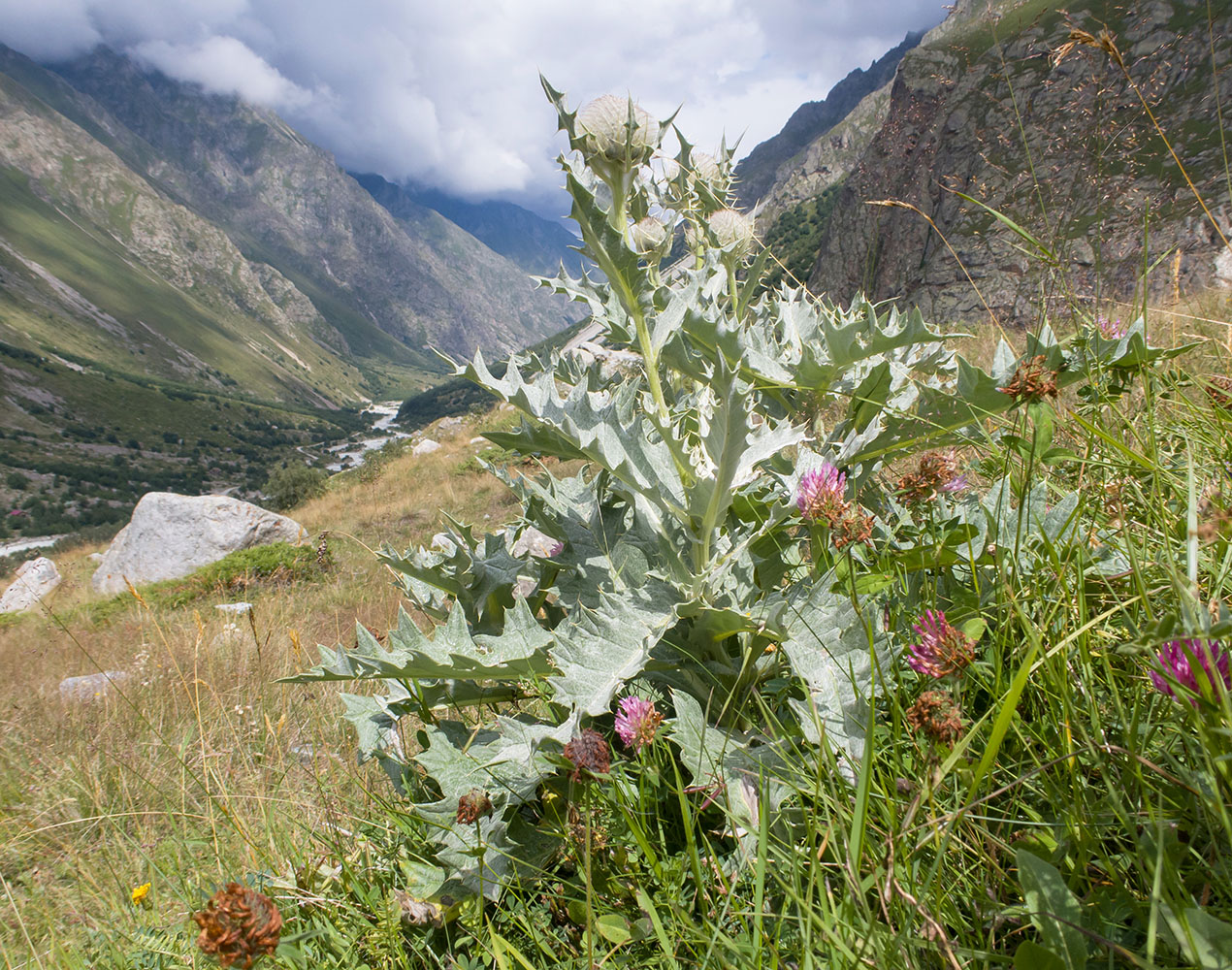 Изображение особи Cirsium balkharicum.