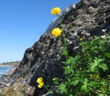 Trollius europaeus. Цветущее растение на обрывистом берегу. Полярный Урал, берег Харуты. 11.07.2007.