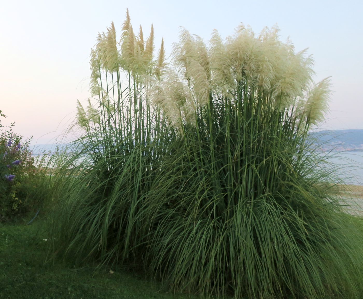 Image of Cortaderia selloana specimen.