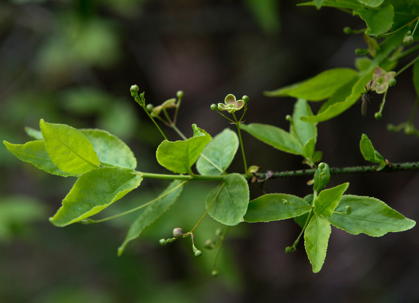 Image of Euonymus verrucosus specimen.