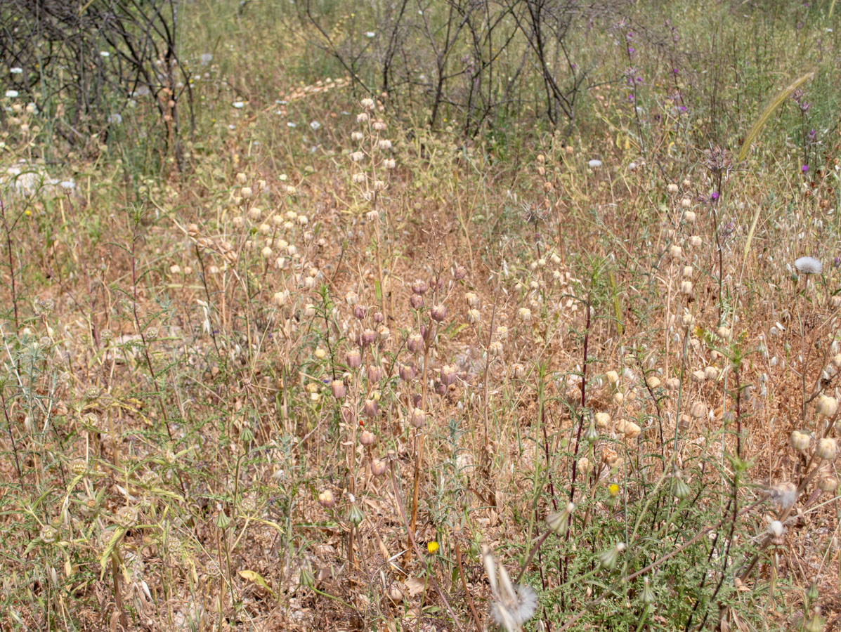 Image of Fritillaria persica specimen.