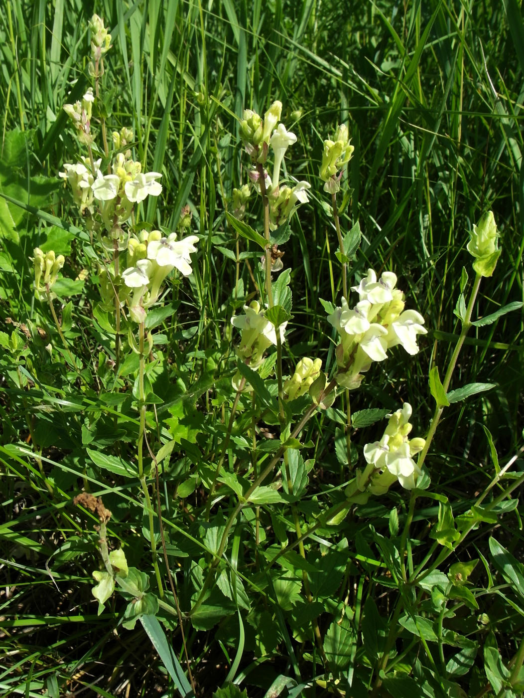 Изображение особи Scutellaria stepposa.