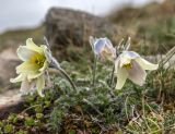 Pulsatilla violacea