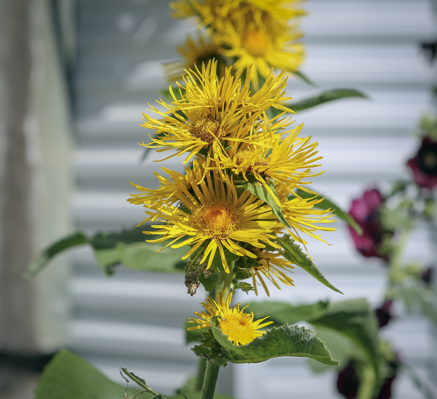 Изображение особи Inula racemosa.