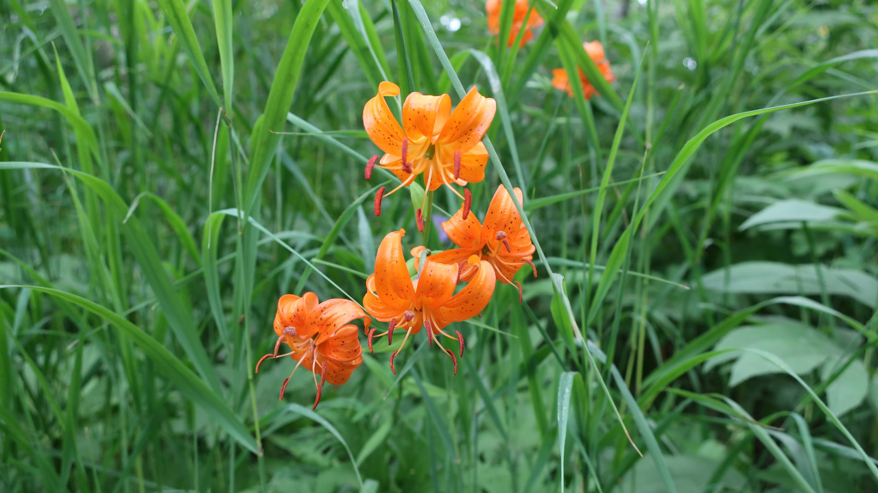 Изображение особи Lilium debile.