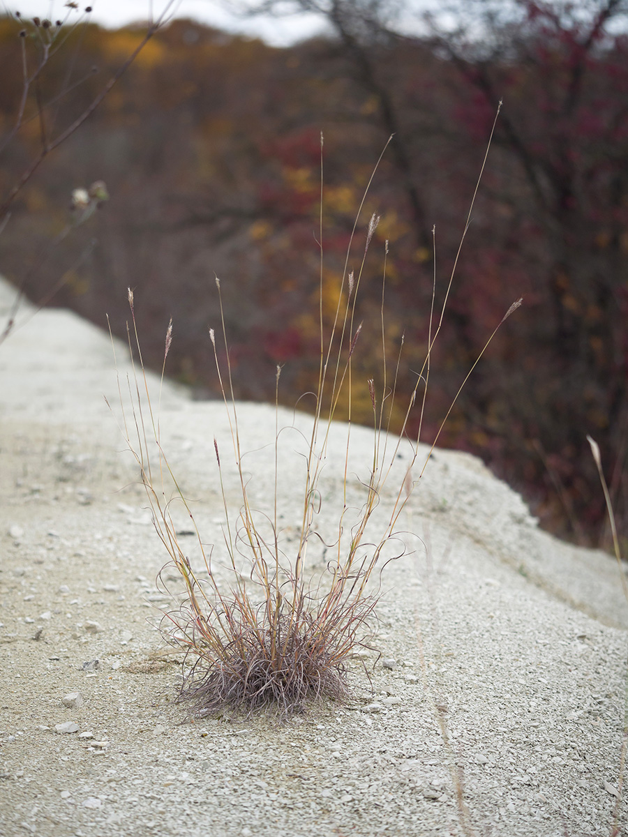 Image of Bothriochloa ischaemum specimen.