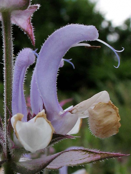 Image of Salvia sclarea specimen.