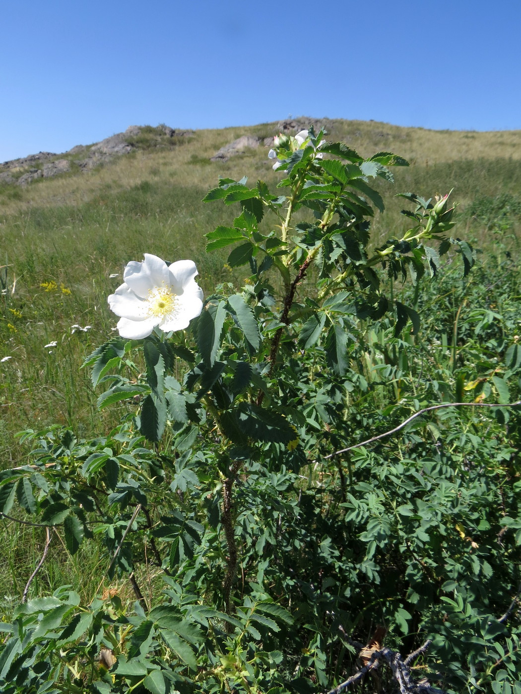 Image of Rosa laxa specimen.