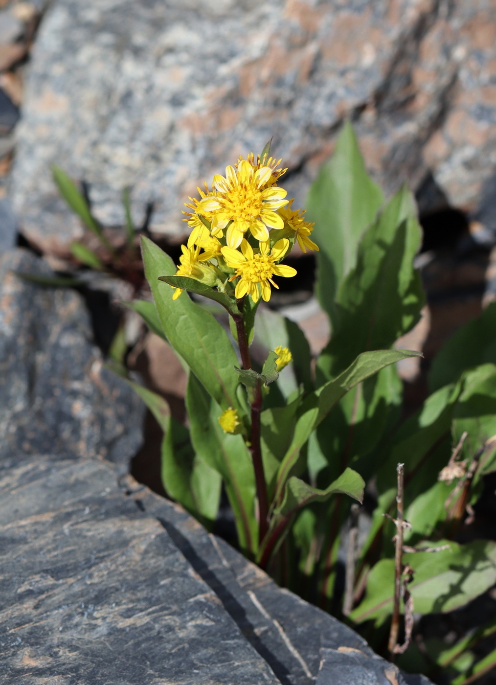 Image of Solidago virgaurea ssp. dahurica specimen.