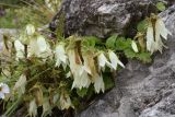 Campanula alliariifolia. Цветущее растение. Республика Ингушетия, Джейрахский р-н, 300 м к северо-западу от альплагеря \"Кязи\", выс. 2000 м н.у.м, берег ручья. 22 июля 2022 г.