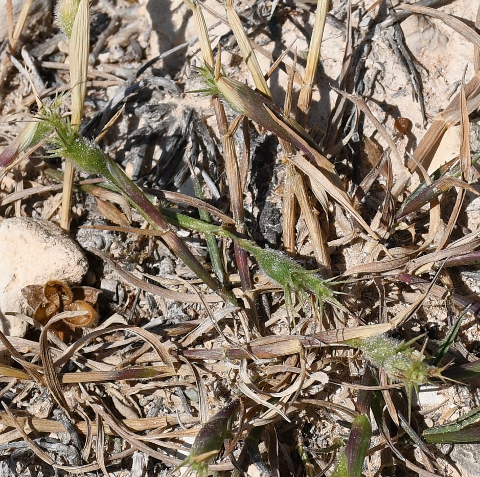 Изображение особи род Aegilops.