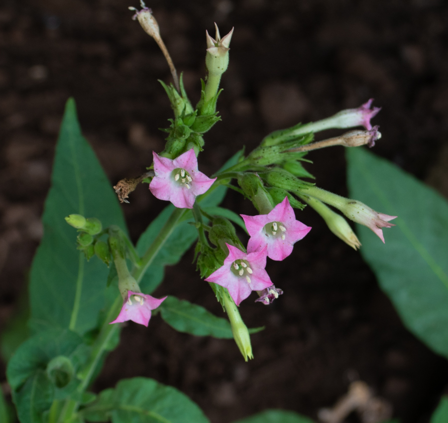 Изображение особи Nicotiana tabacum.