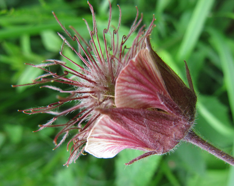 Image of Geum rivale specimen.