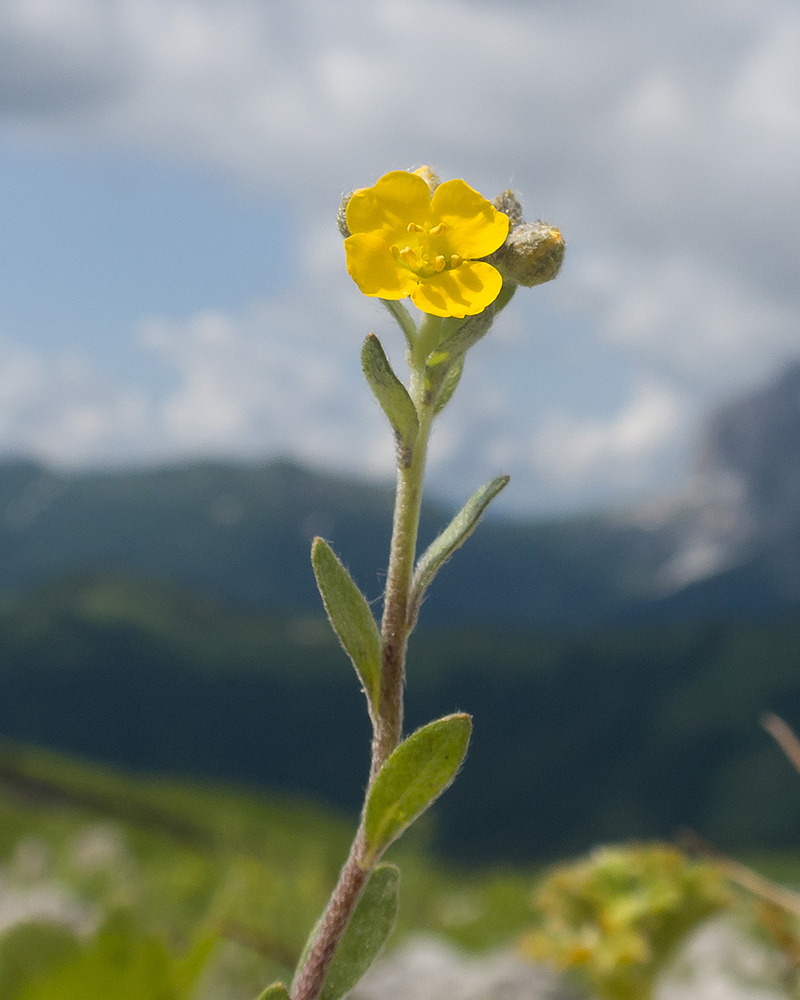 Изображение особи Alyssum oschtenicum.