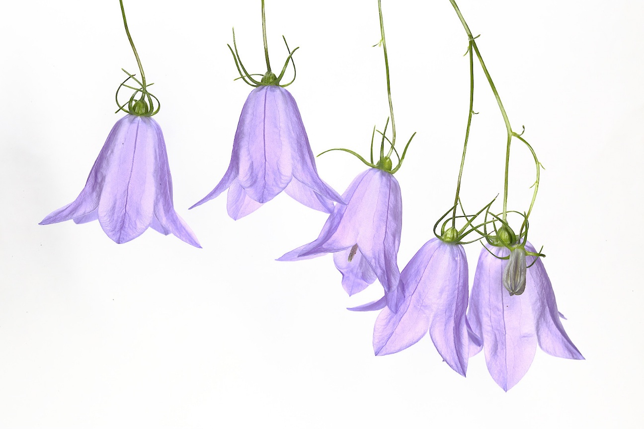 Image of Campanula rotundifolia specimen.