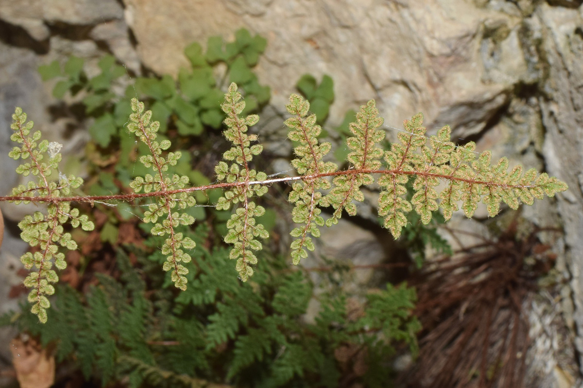 Image of Oeosporangium persicum specimen.