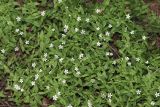 Moehringia lateriflora. Верхушки цветущих растений. Томская обл., г. Томск, Академгородок, под соснами. 30.05.2023.