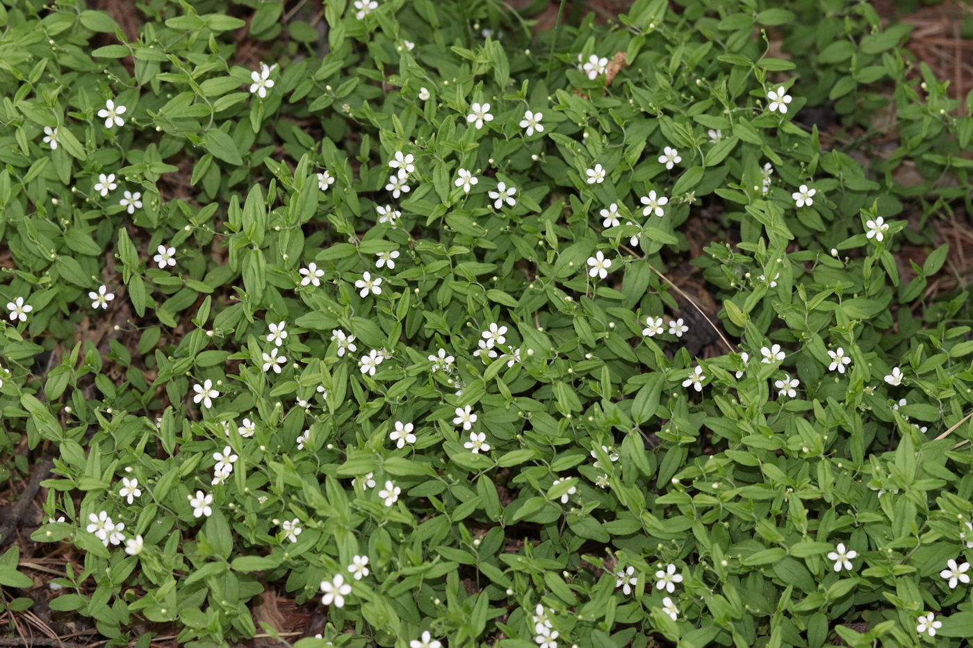 Изображение особи Moehringia lateriflora.