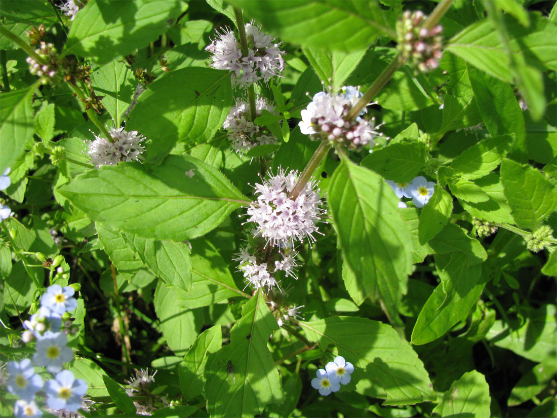 Image of Mentha arvensis specimen.