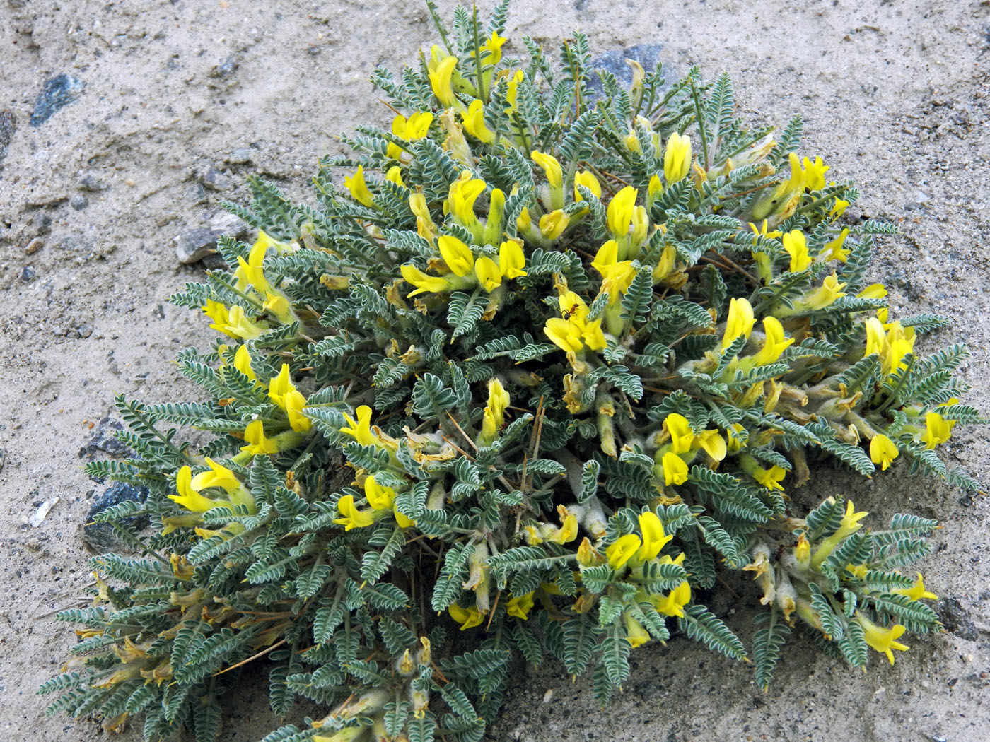 Image of Astragalus lasiosemius specimen.