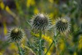 Cirsium ciliatum. Верхушки побегов с распускающимися соцветиями. Чечня, Веденский р-н, берег оз. Кезенойам, ≈ 1800 м н.у.м., подножие каменистого склона. 25.07.2022.