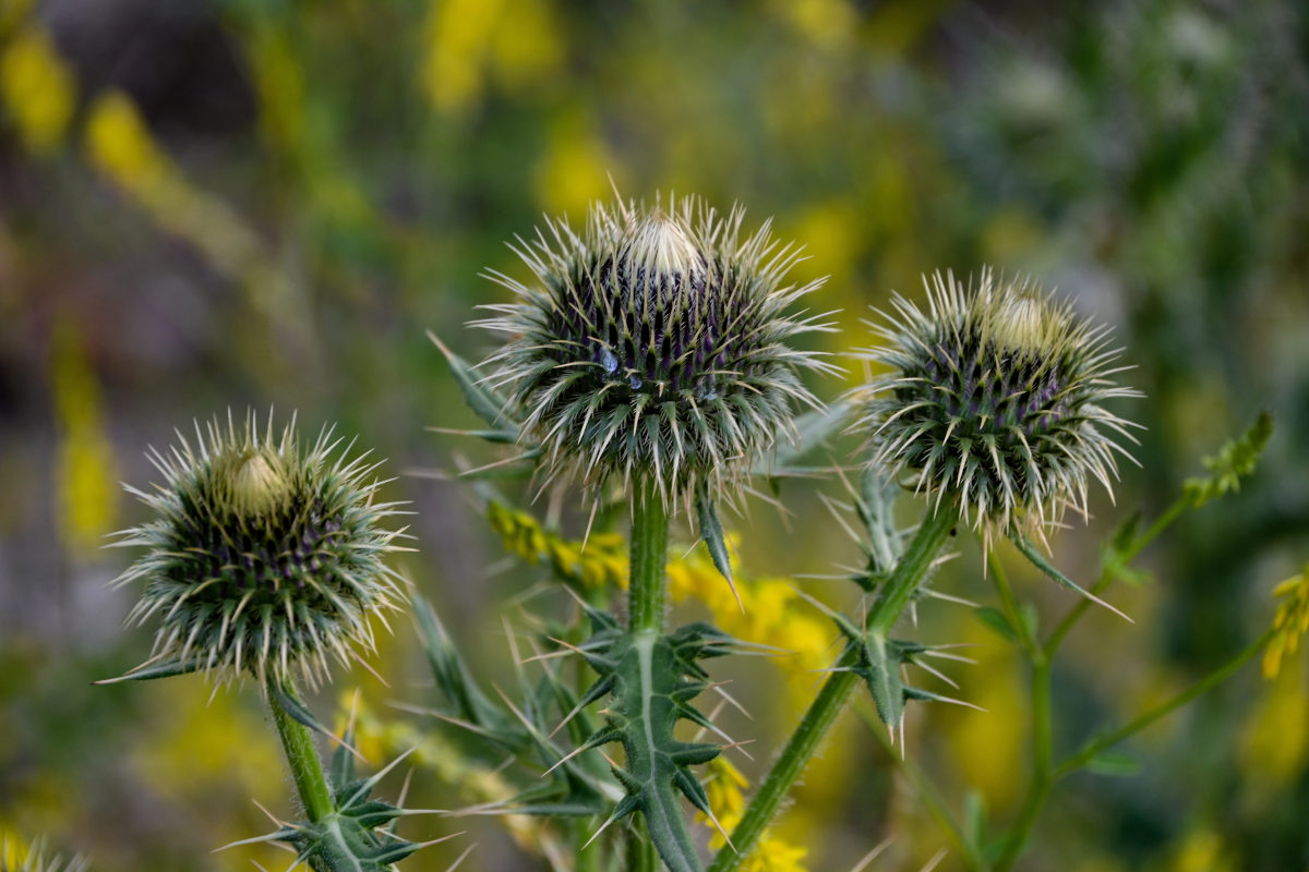 Изображение особи Cirsium ciliatum.