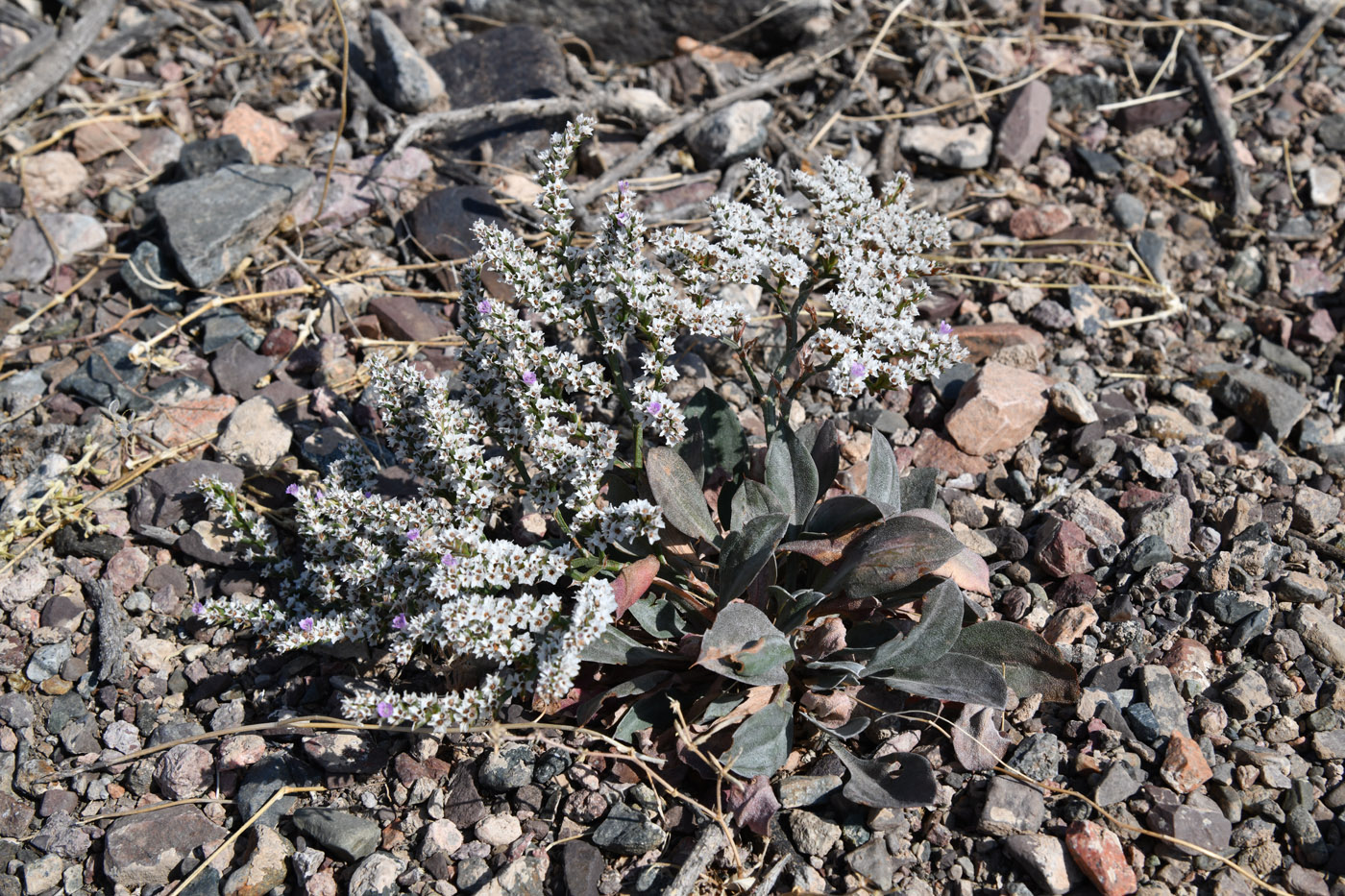 Image of Goniolimon strictum specimen.