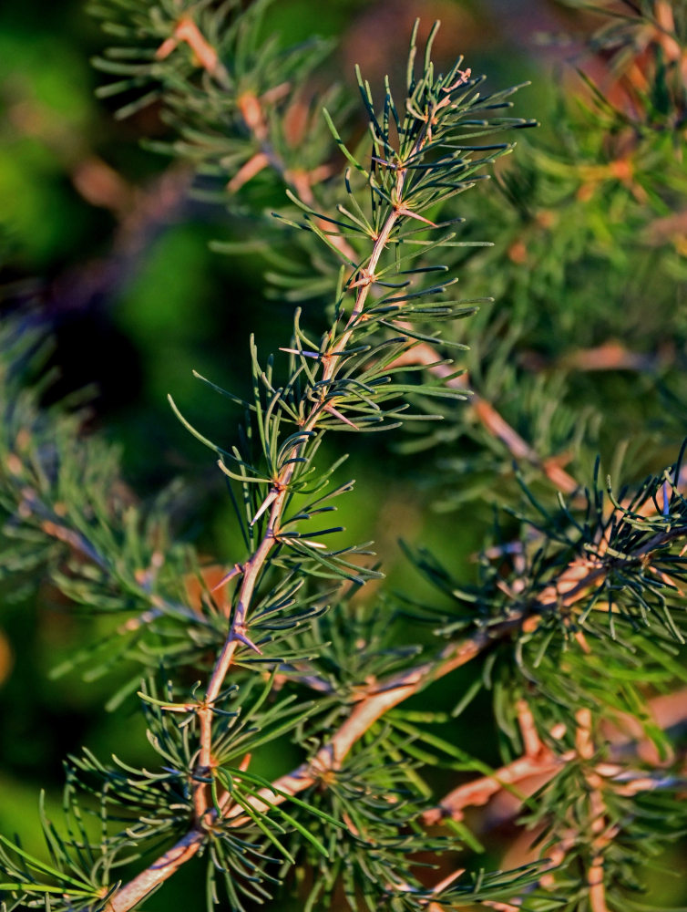 Image of Asparagus albus specimen.