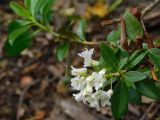 Смотреть изображение Rhododendron × intermedium
