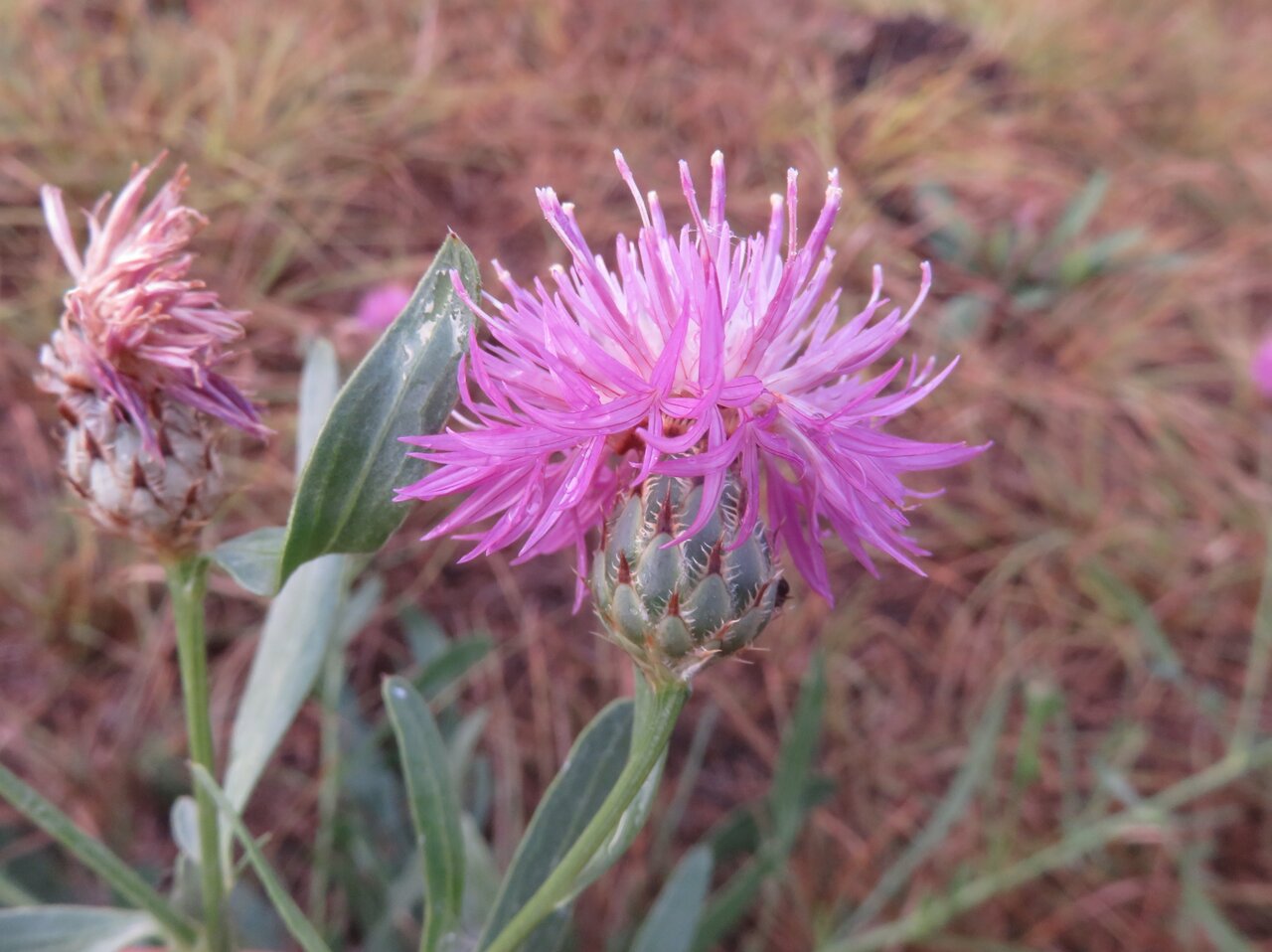 Image of Centaurea stereophylla specimen.