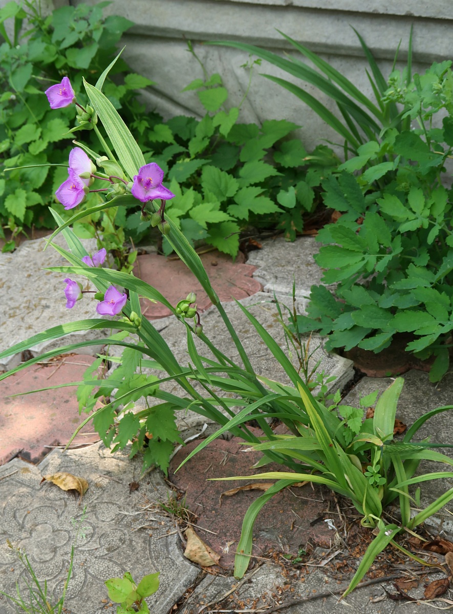 Изображение особи Tradescantia virginiana.