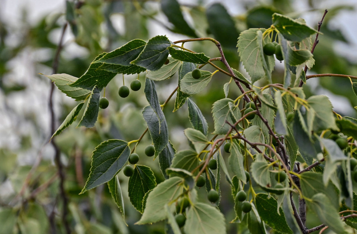 Изображение особи Celtis caucasica.