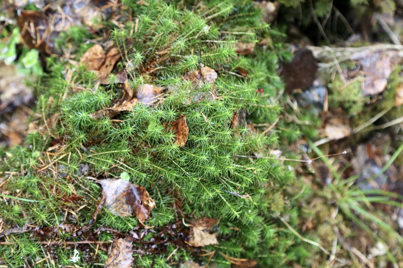 Image of Polytrichum commune specimen.