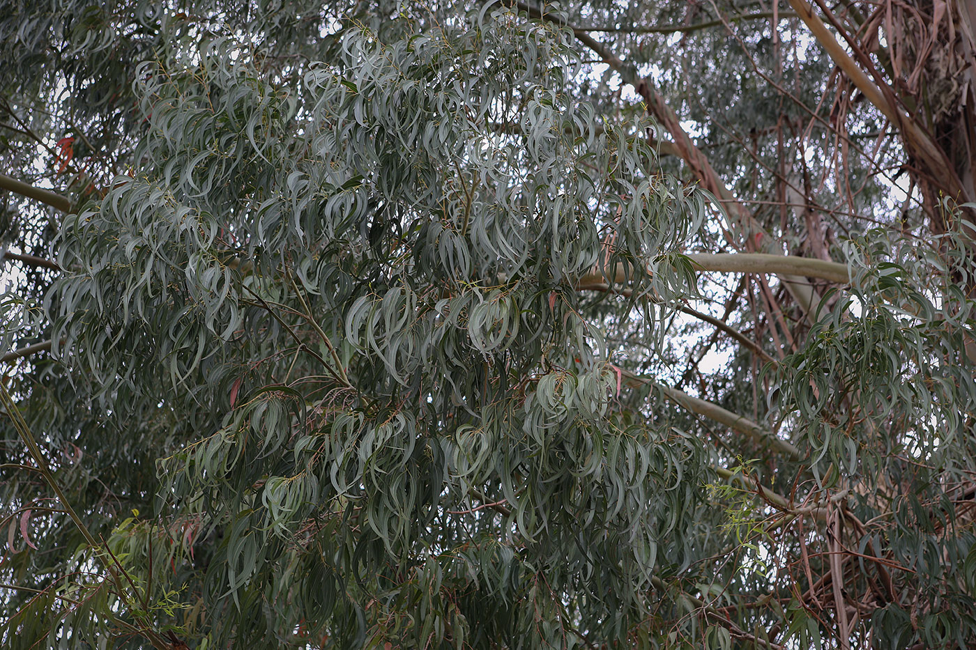 Image of Eucalyptus viminalis specimen.