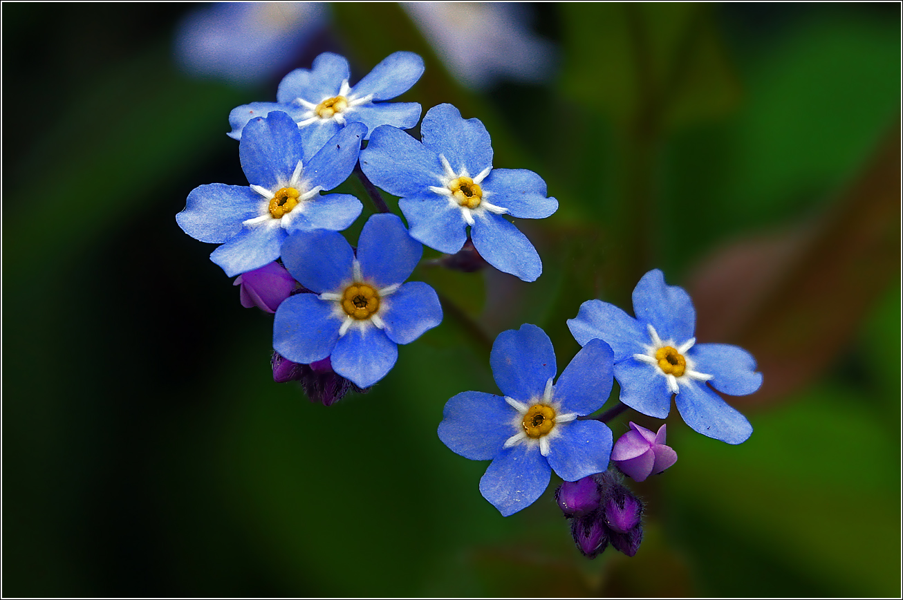 Изображение особи Myosotis sylvatica.