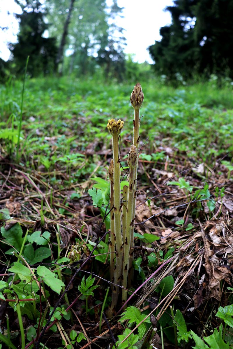 Image of Orobanche pallidiflora specimen.