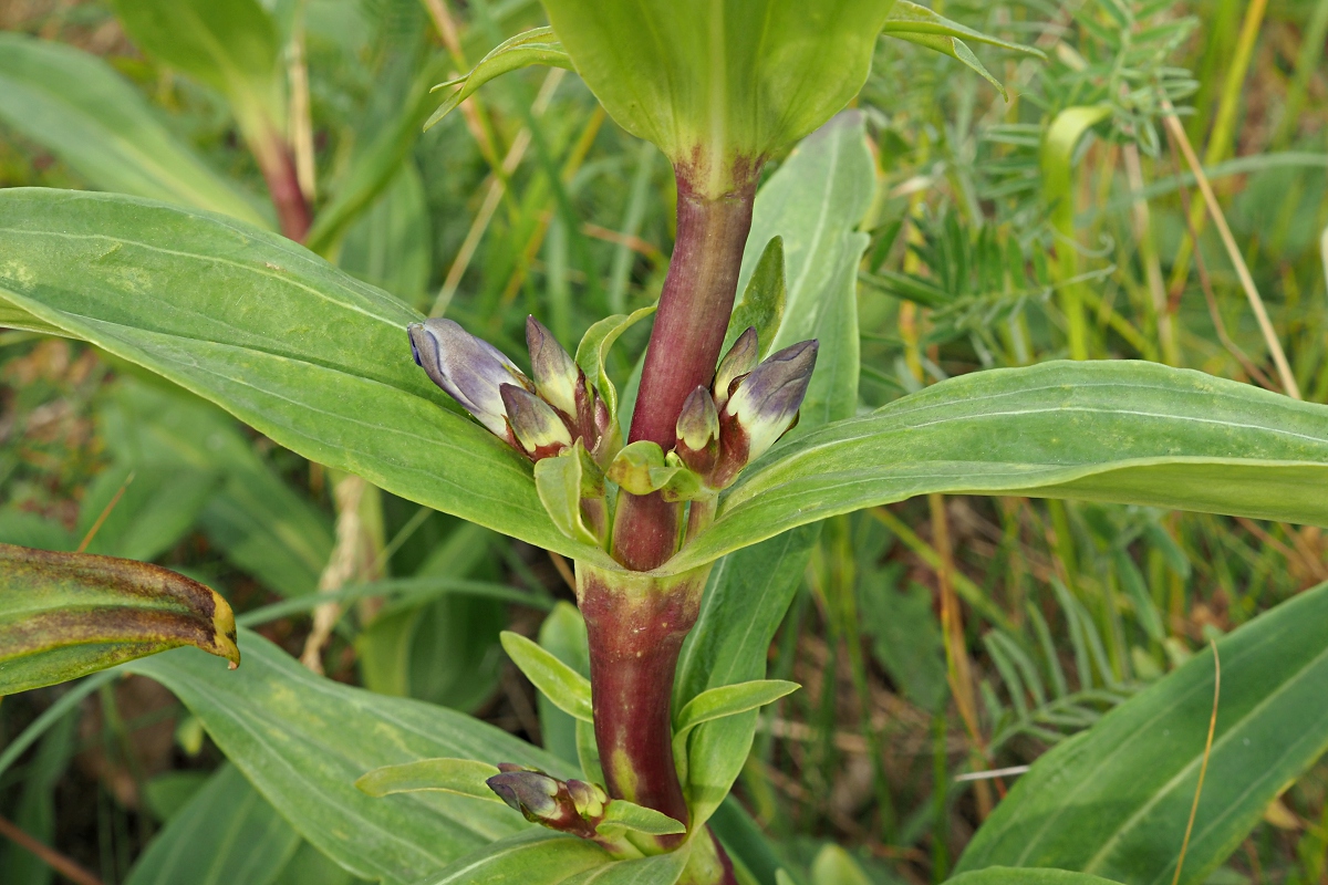 Image of Gentiana cruciata specimen.