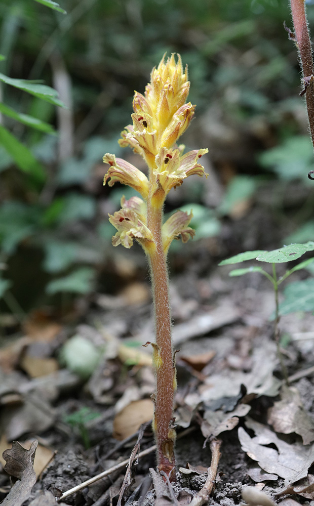 Изображение особи Orobanche laxissima.