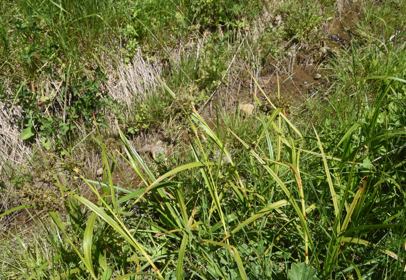 Image of genus Scirpus specimen.