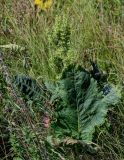 Rumex confertus. Плодоносящее растение. Оренбургская обл., Кувандыкский гор. округ, заповедник \"Шайтан-Тау\", долина р. Сакмара, луг. 05.07.2023.