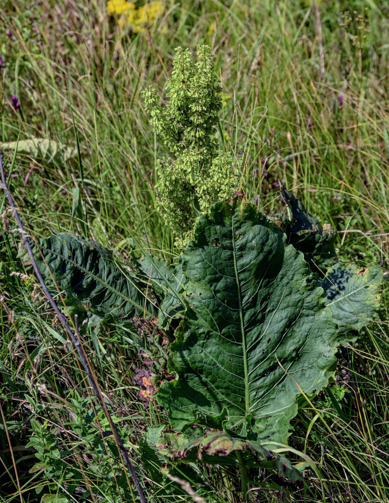 Изображение особи Rumex confertus.