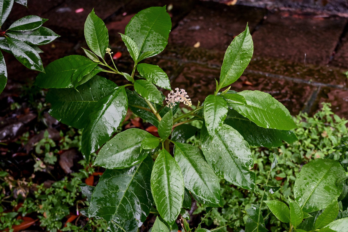 Image of Phytolacca americana specimen.