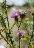 Carduus acanthoides. Верхушка цветущего и плодоносящего побега. Самарская обл., Ставропольский р-н, окр. с. Жигули, Молодецкий курган, суходольный луг, у тропы, ведущей на Молодецкий курган. 7 сентября 2023 г.