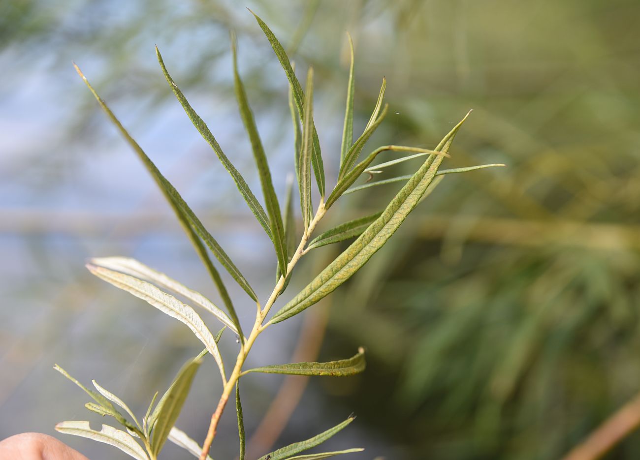 Image of Salix viminalis specimen.