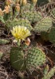 Opuntia tortispina. Цветущее растение. Астраханская обл., Харабалинский р-н, ур. Кордон, экспериментальные насаждения конца XIX — начала XX вв; полупустыня. 31.05.2024.