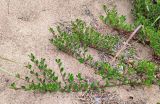 Arctostaphylos uva-ursi. Верхушки веточек. Республика Карелия, Олонецкий национальный р-н, окр. дер. Устье Тулоксы, устье р. Тулоксы. Июль.